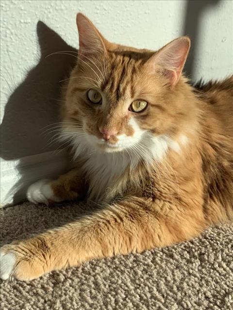 GUS, an adoptable Domestic Long Hair in San Antonio, TX, 78227 | Photo Image 1