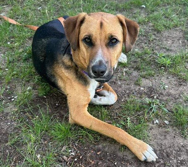 Mason, an adoptable Beagle in Brooklyn Center, MN, 55429 | Photo Image 1