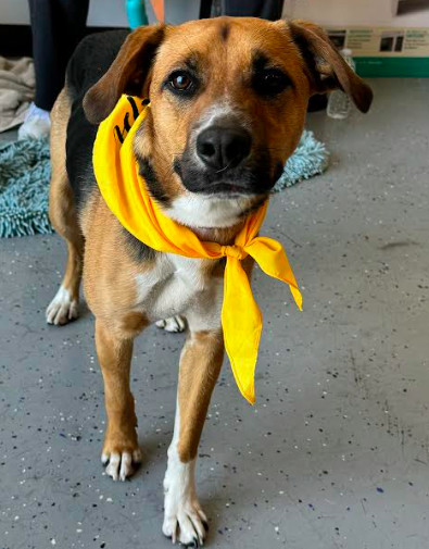 Mason, an adoptable Beagle in Brooklyn Center, MN, 55429 | Photo Image 2