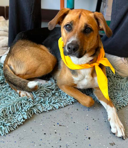 Mason, an adoptable Beagle in Brooklyn Center, MN, 55429 | Photo Image 3