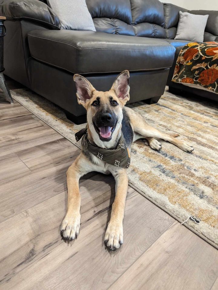 Dog for adoption - Lexi, a German Shepherd Dog in Louisville, KY