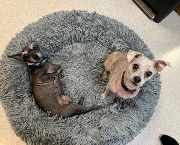 Pookie & Boo Boo