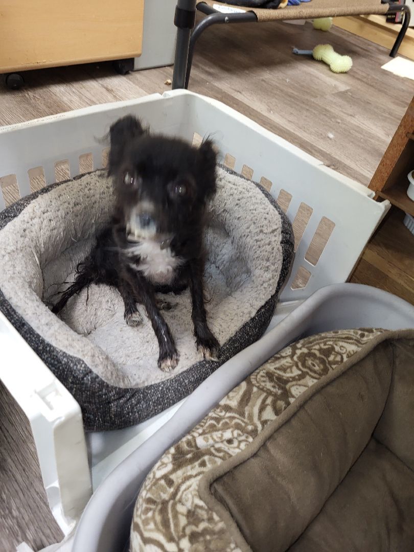 Itsy Bitsy Betsy Smallest Dog In The World, an adoptable Papillon in Manhattan Beach, CA, 90267 | Photo Image 3