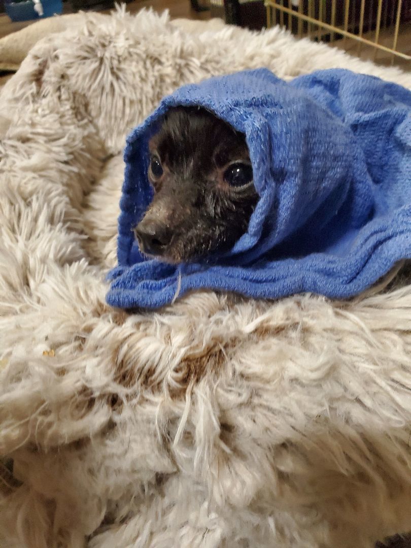 Itsy Bitsy Betsy Smallest Dog In The World, an adoptable Papillon in Manhattan Beach, CA, 90267 | Photo Image 4