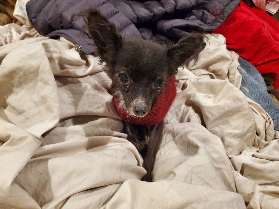 Itsy Bitsy Betsy Smallest Dog In The World, an adoptable Papillon in Manhattan Beach, CA, 90267 | Photo Image 1