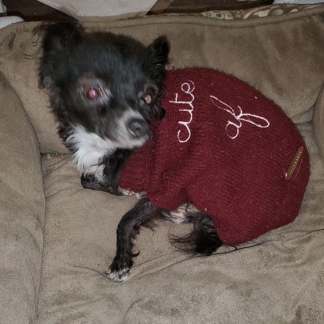 Itsy Bitsy Betsy Smallest Dog In The World, an adoptable Papillon in Manhattan Beach, CA, 90267 | Photo Image 6