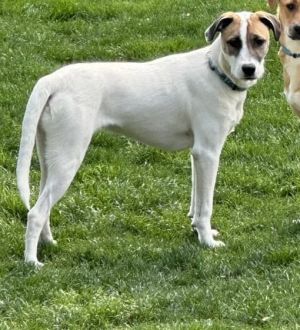 You can fill out an adoption application online on our official websiteWhistler GA is a male houn