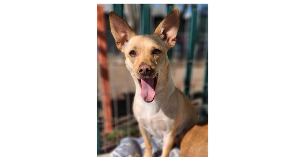 Fawn, an adoptable Chihuahua in Santa Rosa, CA, 95401 | Photo Image 1