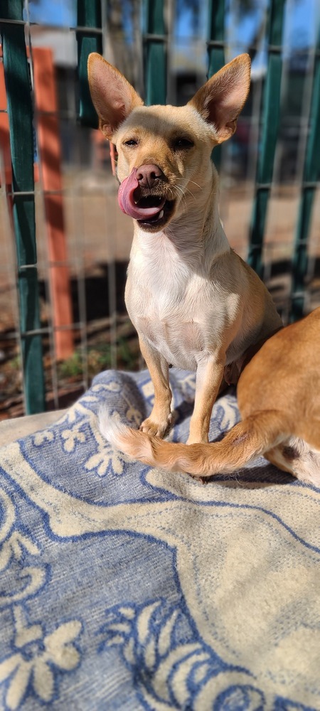 Fawn, an adoptable Chihuahua in Santa Rosa, CA, 95401 | Photo Image 2