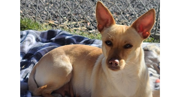 Fawn, an adoptable Chihuahua in Santa Rosa, CA, 95401 | Photo Image 3