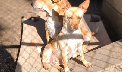 Fawn, an adoptable Chihuahua in Santa Rosa, CA, 95401 | Photo Image 4