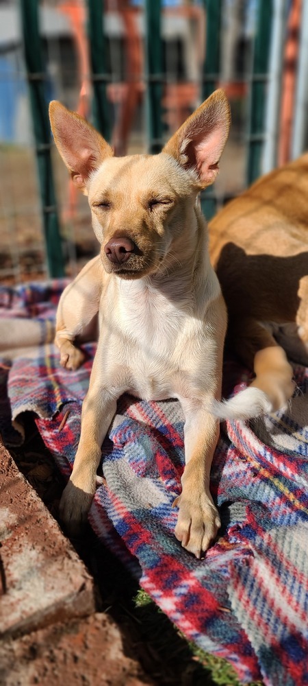 Fawn, an adoptable Chihuahua in Santa Rosa, CA, 95401 | Photo Image 5