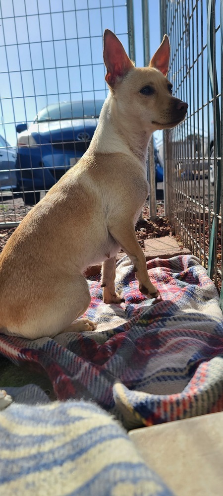 Fawn, an adoptable Chihuahua in Santa Rosa, CA, 95401 | Photo Image 6