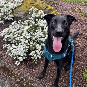 Introducing Nova the adventure companion of your dreams This energetic and playful girl is ready t