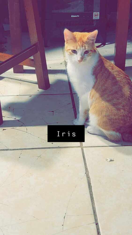 Iris