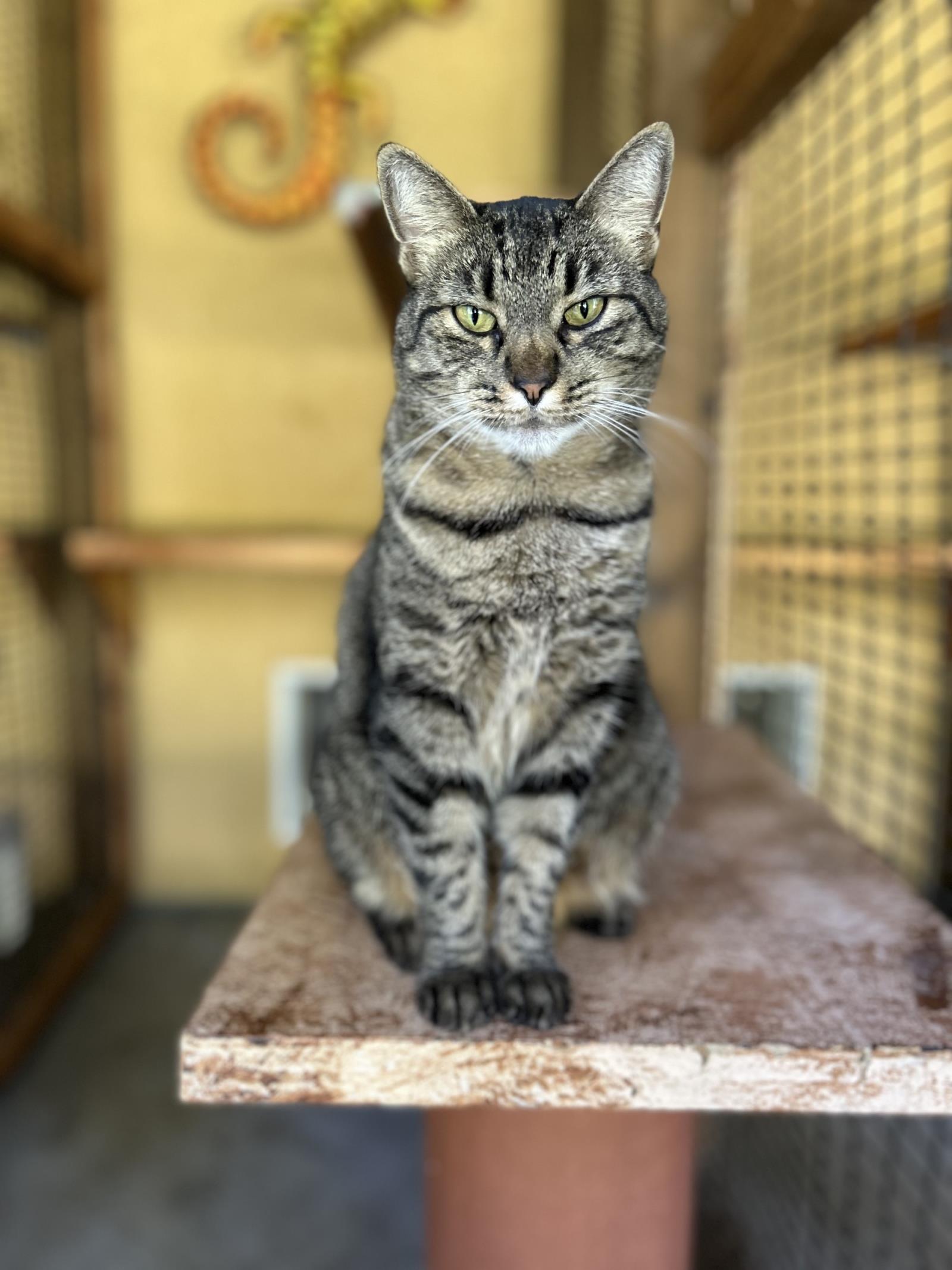 Mamas, an adoptable Domestic Short Hair in Lincoln, CA, 95648 | Photo Image 1