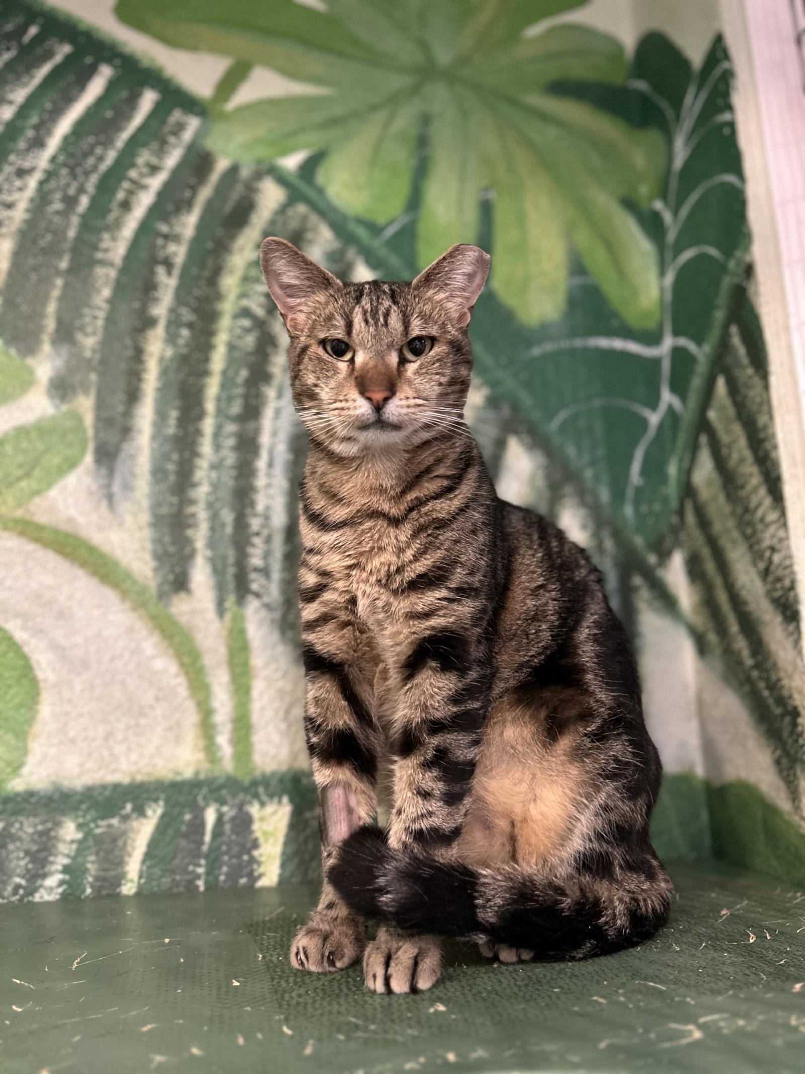 Papas, an adoptable Domestic Short Hair in Lincoln, CA, 95648 | Photo Image 1