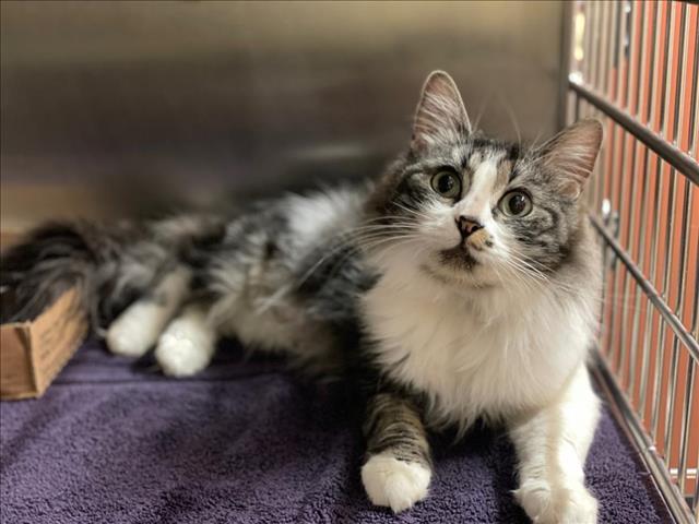 Cat for adoption - KATARA, a Domestic Long Hair in Rancho Cucamonga, CA 