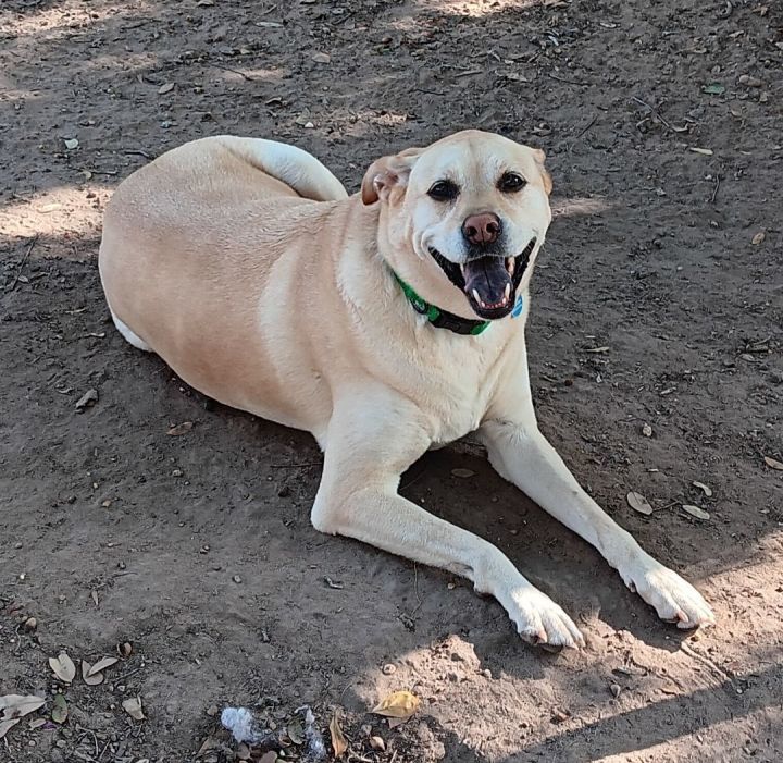 Yellow lab best sale chow mix