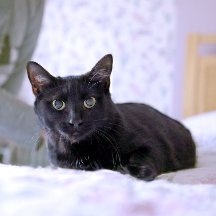 Dixie, an adoptable Domestic Short Hair in Brooklyn, NY_image-3
