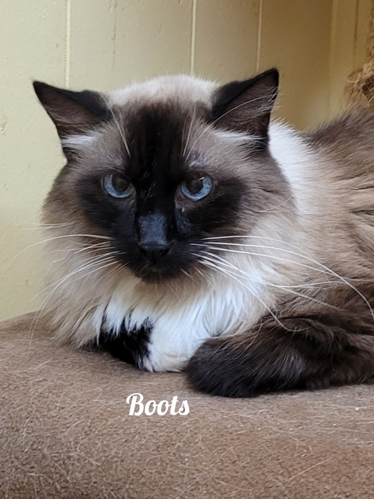 Boots, an adoptable Burmese in Cedar Rapids, IA, 52404 | Photo Image 1