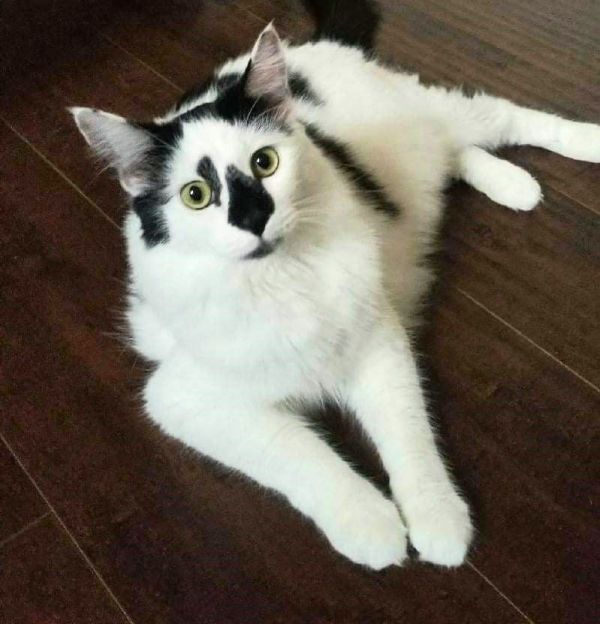 Patches Male