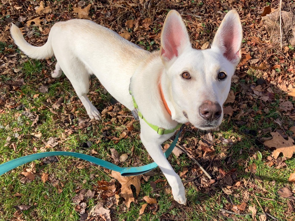 She-Ra *Sponsored Adoption, an adoptable Shepherd in Christiansburg, VA, 24073 | Photo Image 1