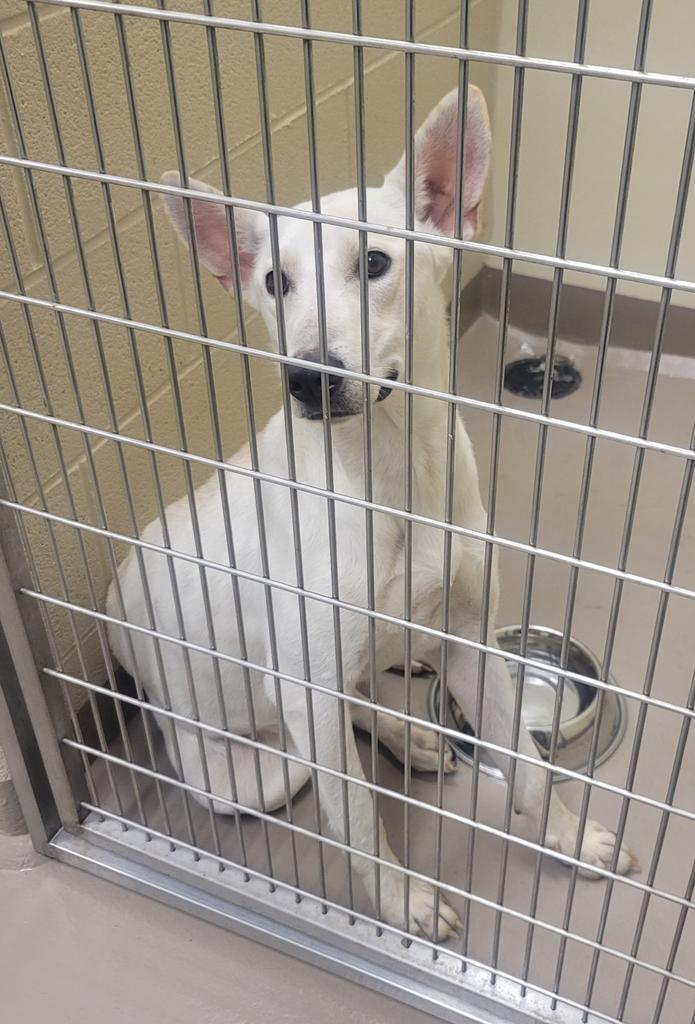 She-Ra *Sponsored Adoption, an adoptable Shepherd in Christiansburg, VA, 24073 | Photo Image 2