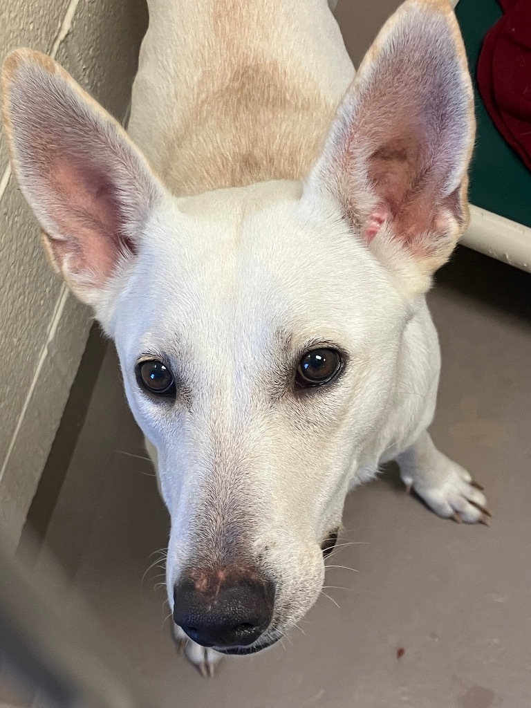 She-Ra *Sponsored Adoption, an adoptable Shepherd in Christiansburg, VA, 24073 | Photo Image 3