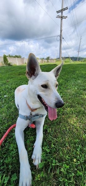 She-Ra *Sponsored Adoption, an adoptable Shepherd in Christiansburg, VA, 24073 | Photo Image 4