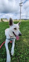 She-Ra *Sponsored Adoption photo 4