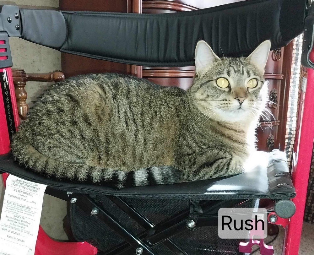 Rush, an adoptable Domestic Short Hair in Groveland, MA, 01834 | Photo Image 3