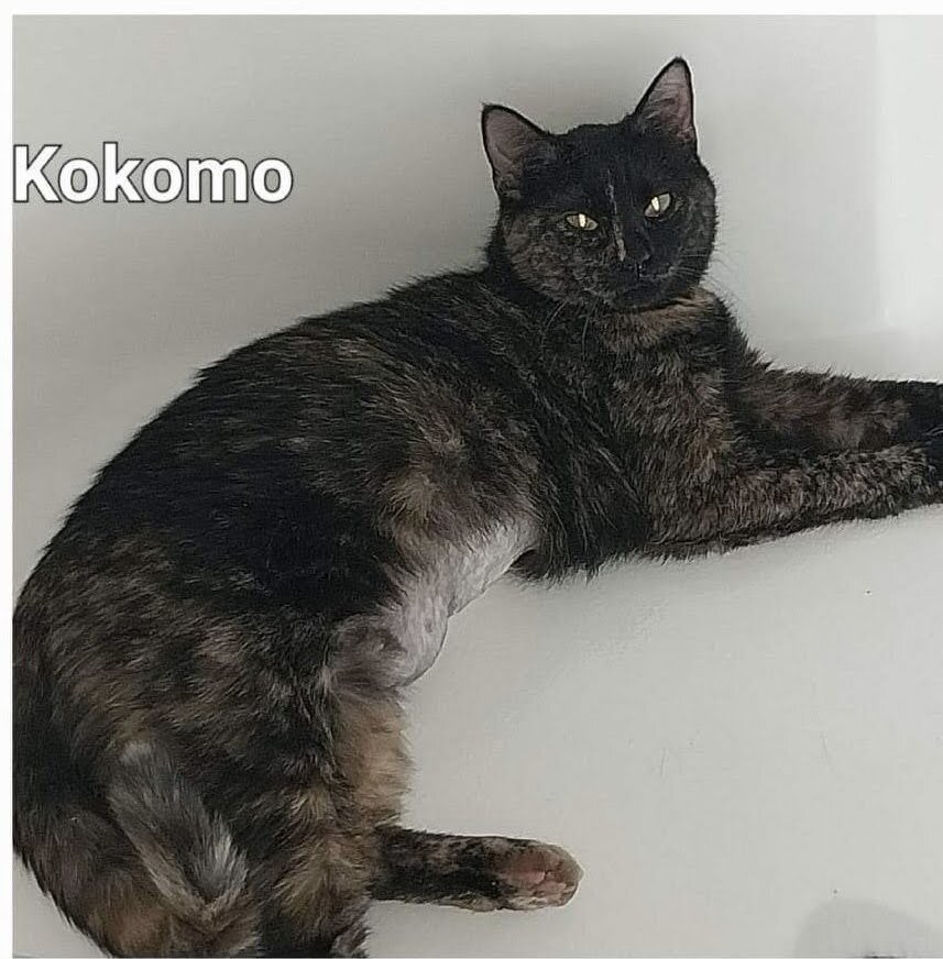 Kokomo, an adoptable Domestic Short Hair in Groveland, MA, 01834 | Photo Image 5