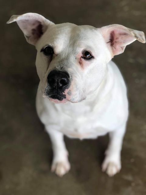 Lilly, an adoptable American Bulldog, Boxer in Big Spring, TX, 79720 | Photo Image 1