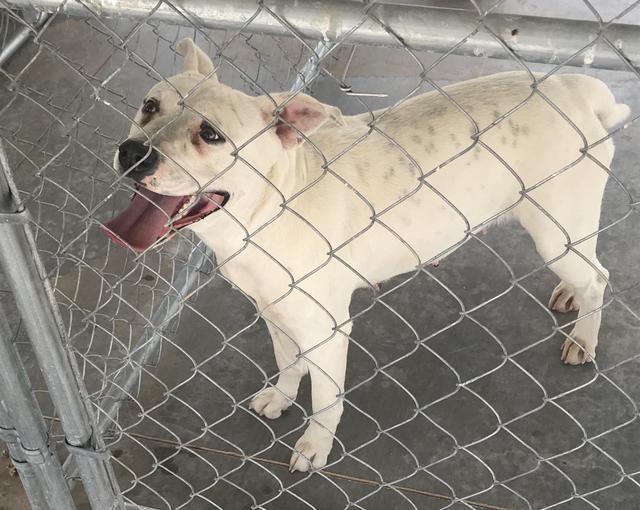 Lilly, an adoptable American Bulldog, Boxer in Big Spring, TX, 79720 | Photo Image 2