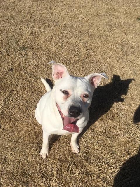 Lilly, an adoptable American Bulldog, Boxer in Big Spring, TX, 79720 | Photo Image 3