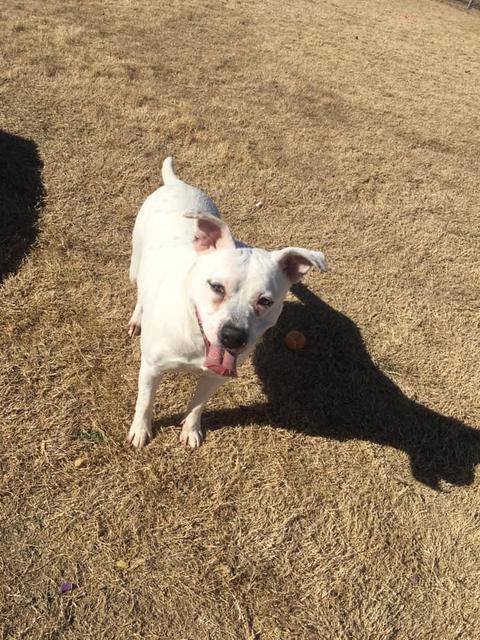 Lilly, an adoptable American Bulldog, Boxer in Big Spring, TX, 79720 | Photo Image 4