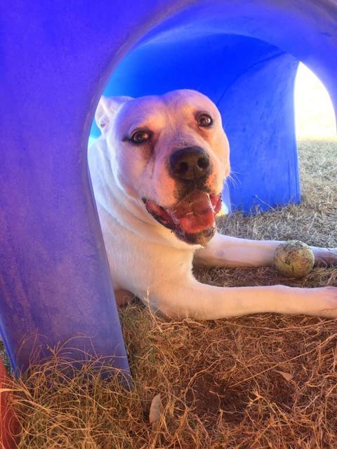 Lilly, an adoptable American Bulldog, Boxer in Big Spring, TX, 79720 | Photo Image 5