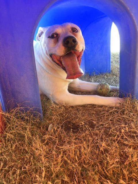 Lilly, an adoptable American Bulldog, Boxer in Big Spring, TX, 79720 | Photo Image 6