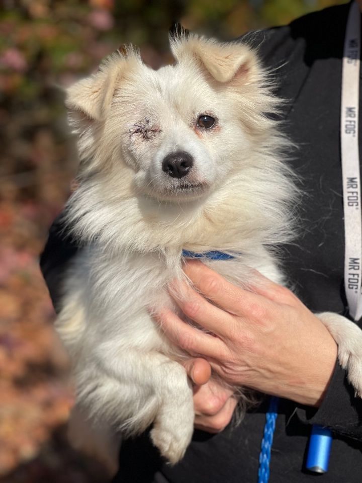 Dog for adoption Clementine, a Pomeranian & Spitz Mix in Meherrin, VA
