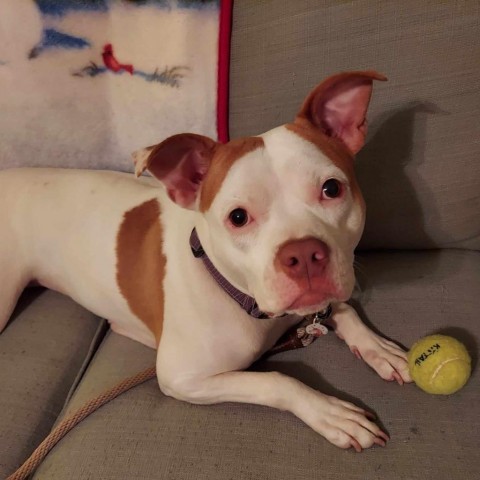 Halo, an adoptable Mixed Breed in South Portland, ME, 04106 | Photo Image 5