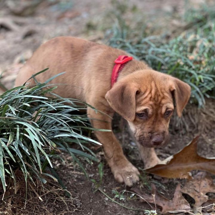 Lolli, an adopted Terrier & Labrador Retriever Mix in Helena, AL_image-2