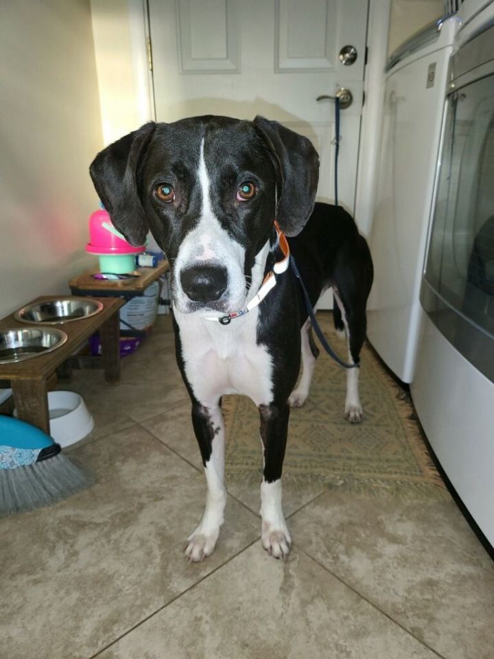 Dog for adoption - Kilo, a Hound & Labrador Retriever Mix in Media, PA