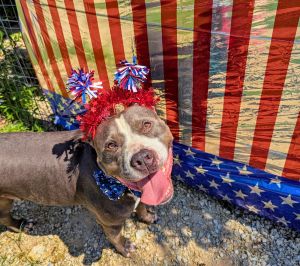 Cheech, Young Male American Staffordshire Terrier