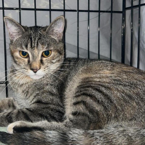 Rowena, an adoptable Domestic Short Hair in Hinesville, GA, 31313 | Photo Image 1