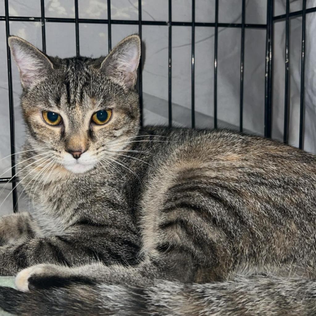 Rowena, an adoptable Domestic Short Hair in Hinesville, GA, 31313 | Photo Image 1