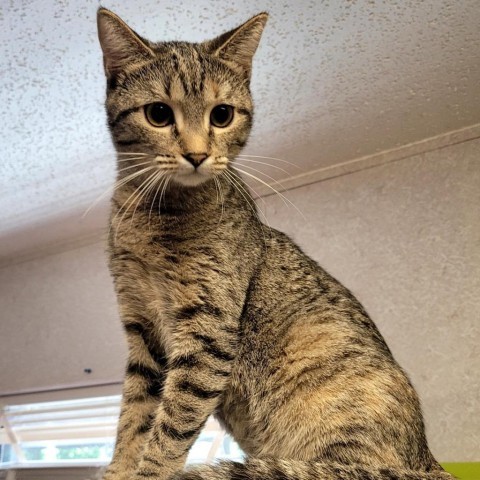 Marnie, an adoptable Domestic Short Hair in Hinesville, GA, 31313 | Photo Image 1