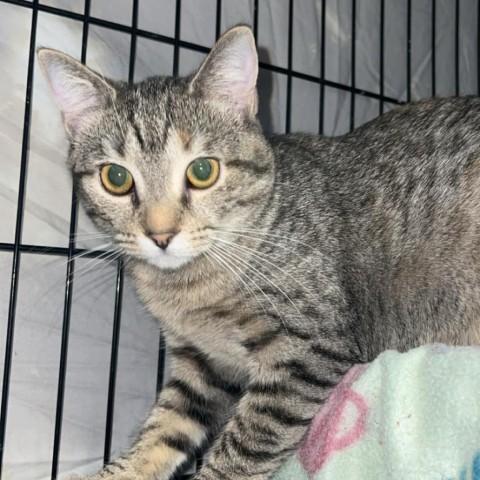 Marnie, an adoptable Domestic Short Hair in Hinesville, GA, 31313 | Photo Image 2