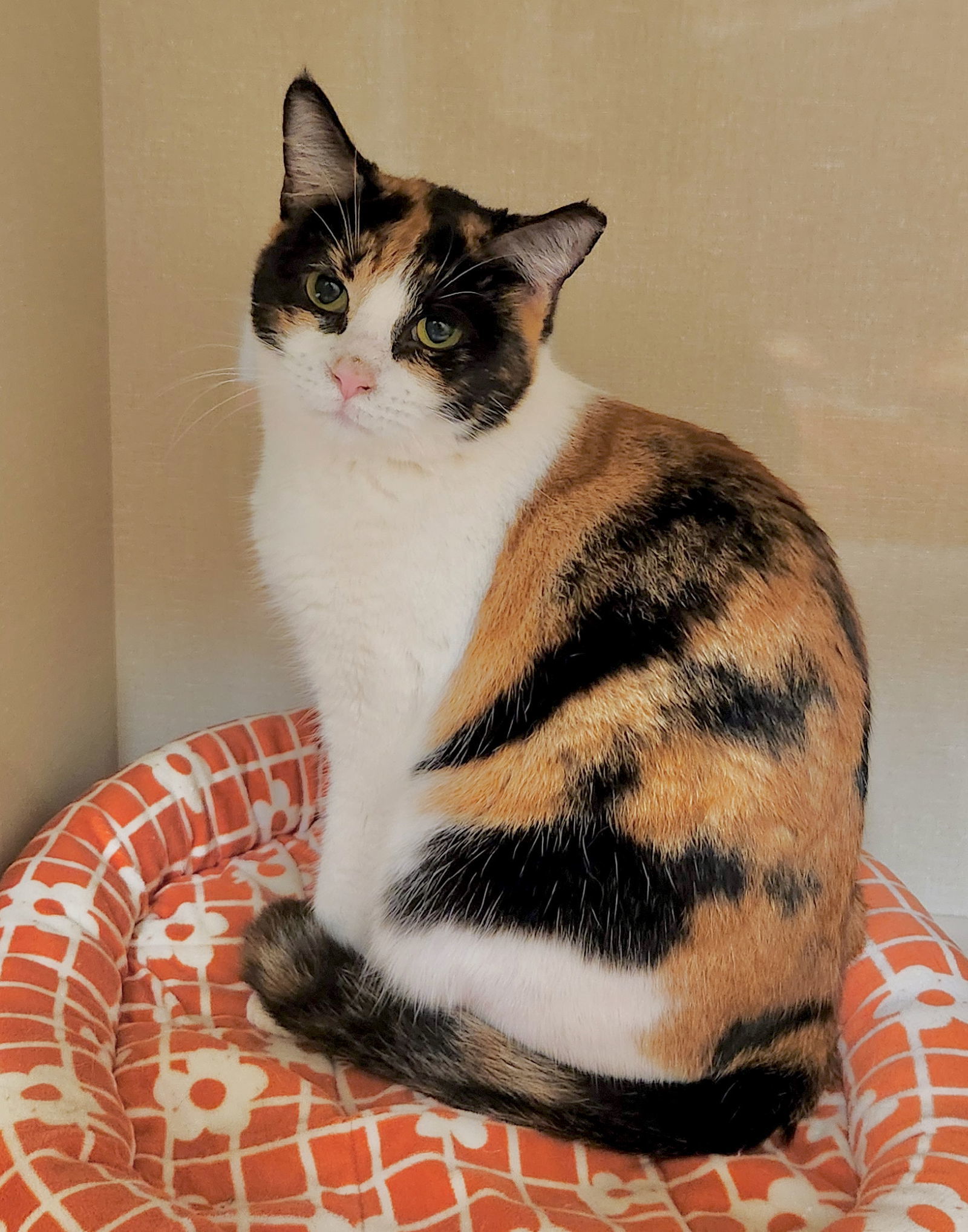 Peach, an adoptable Calico in Phoenix, AZ, 85027 | Photo Image 1