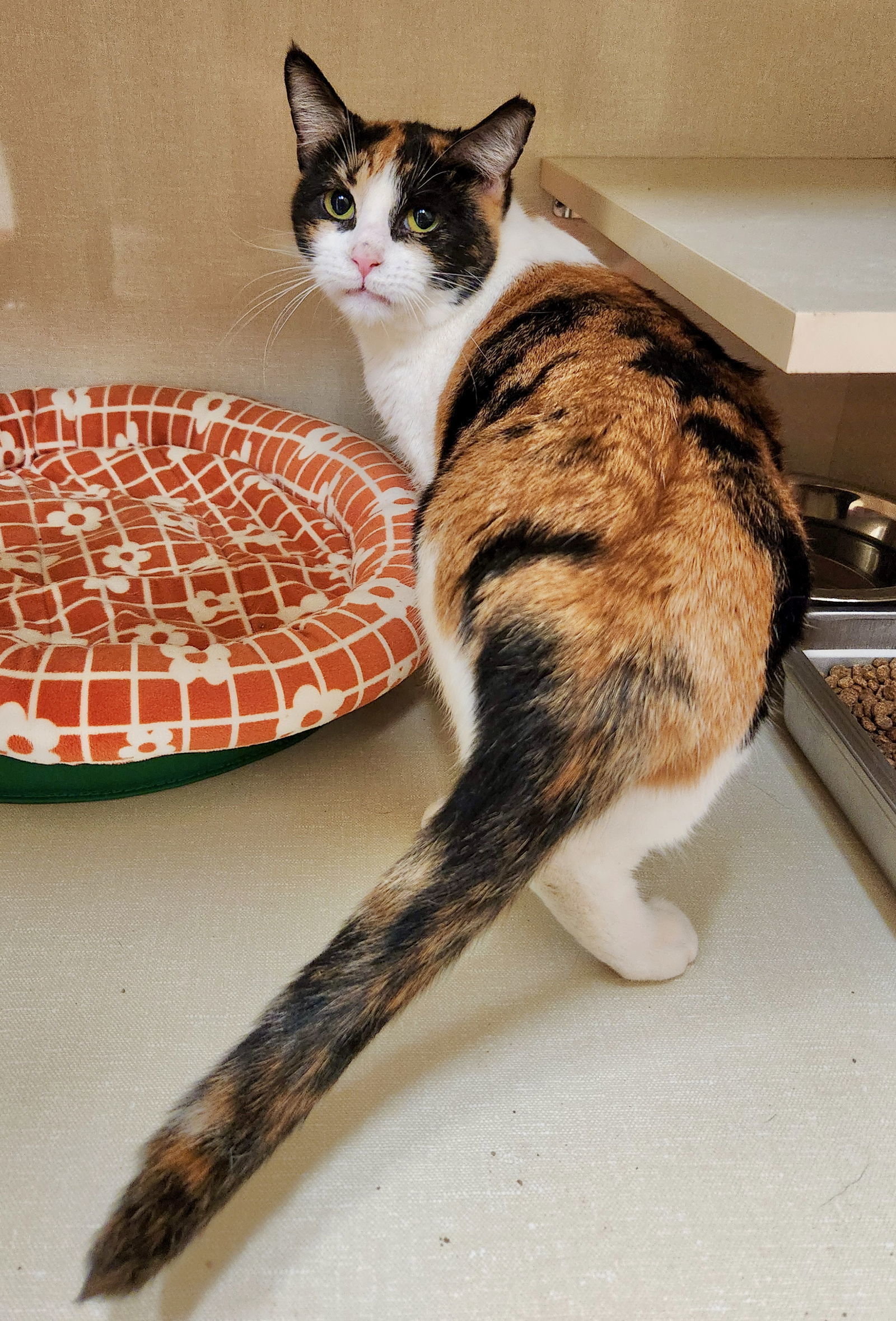 Peach, an adoptable Calico in Phoenix, AZ, 85027 | Photo Image 2